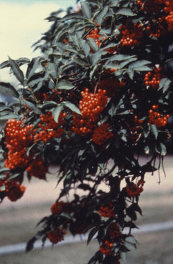Photo Credit: Agriculture and Agri-Food Canada