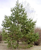 Scots Pine