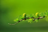 Siberian Larch