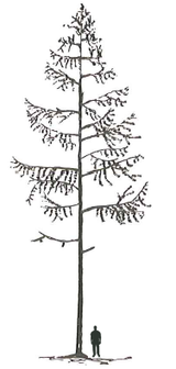 Siberian Larch