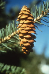 White Spruce